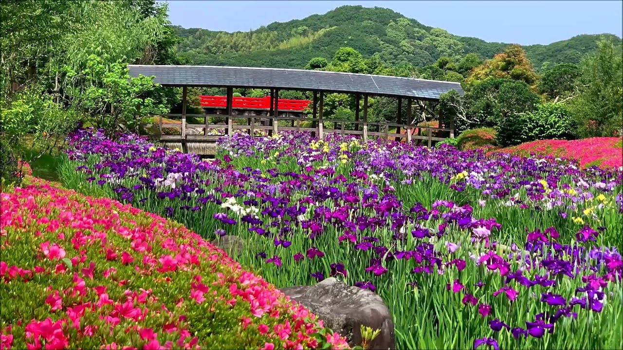 2020/06/02　南楽園の皐月と花菖蒲　見頃です！　～愛媛県宇和島市～
