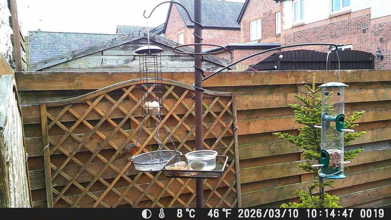 Garden Trail Camera 10th March 2026