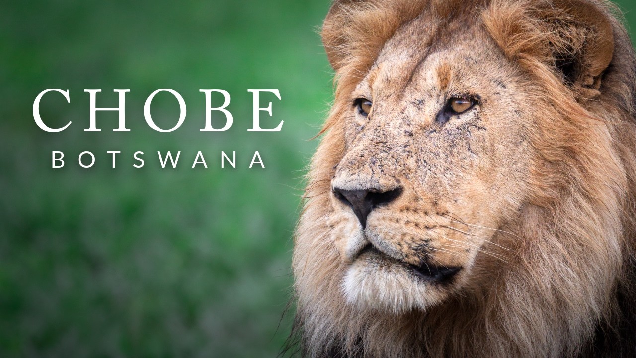 The Path of a Lion: Chobe National Park, Botswana (4K)