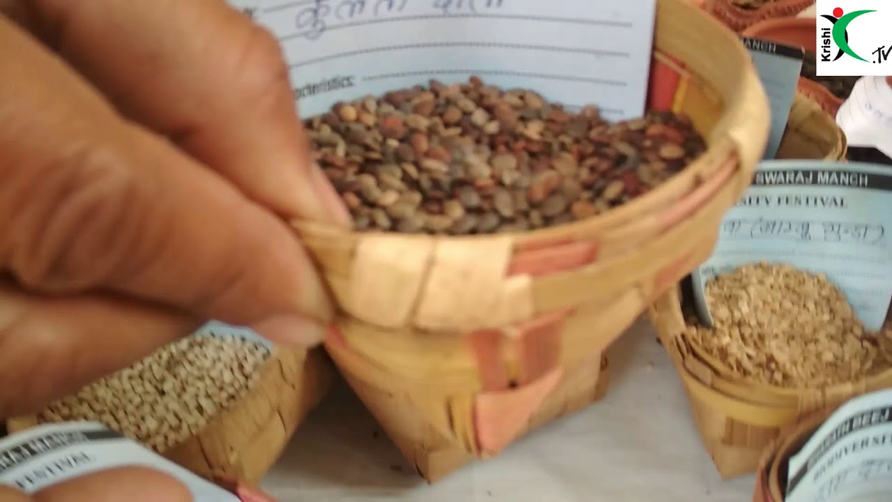 Kala Jeera Aromatic Rice ||krishi.tv||