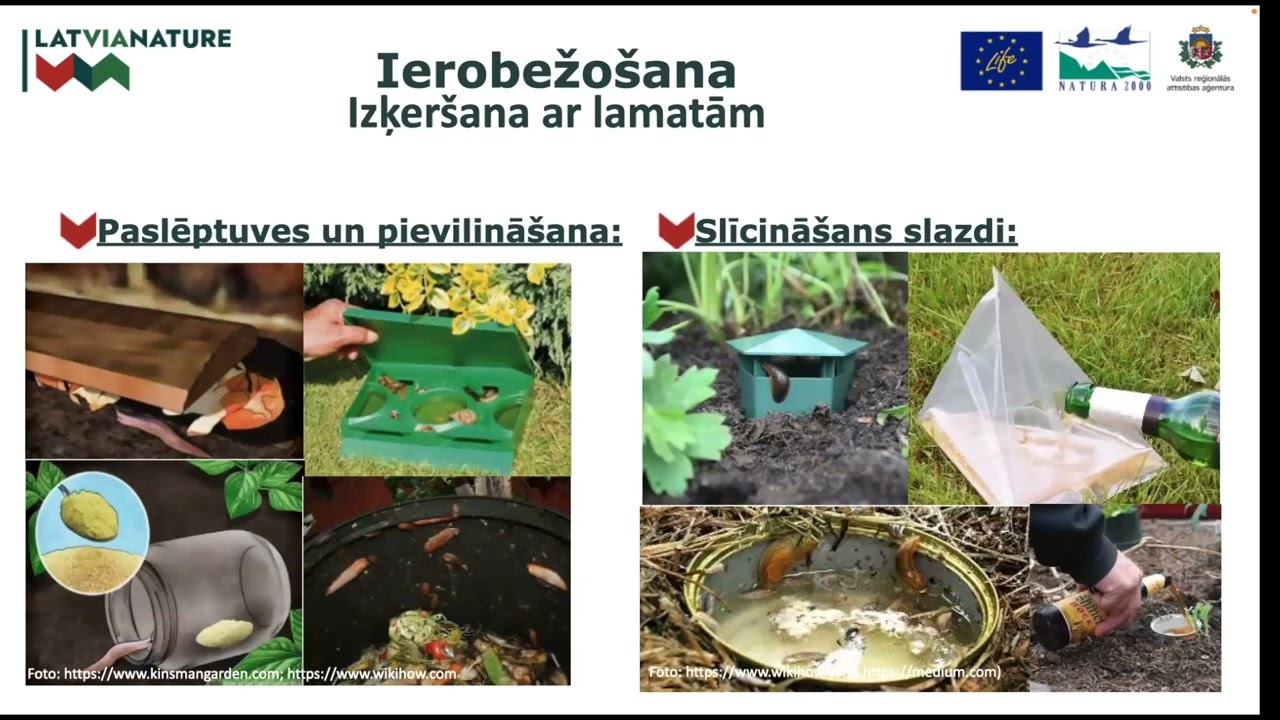 Prioritārā invazīvā dzīvnieku suga: Spānijas kailgliemezis Arion vulgaris