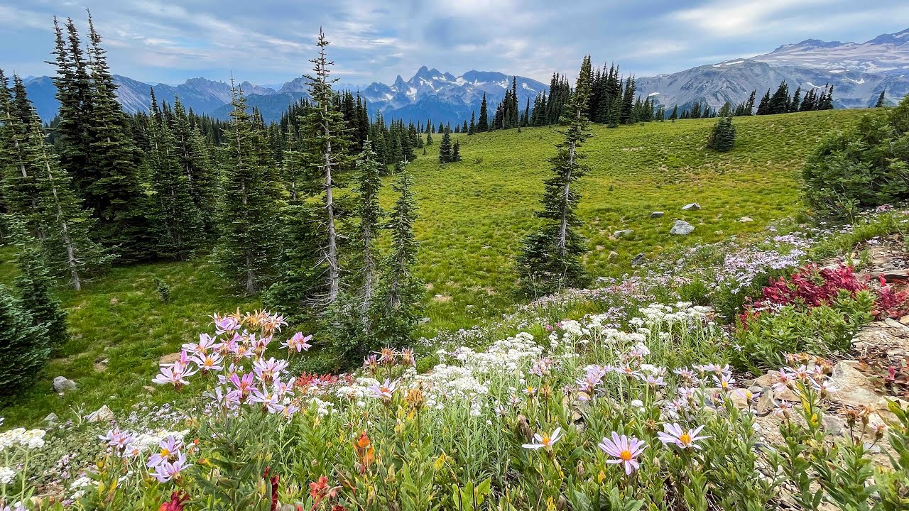 Hiking the Summerland Trail // Mount Rainier National Park