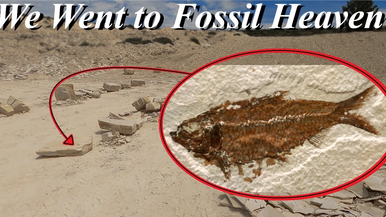 I FINALLY Went to my Top Bucket List Site! Digging the Fossil Fish Motherlode in Kemmerer, Wyoming!