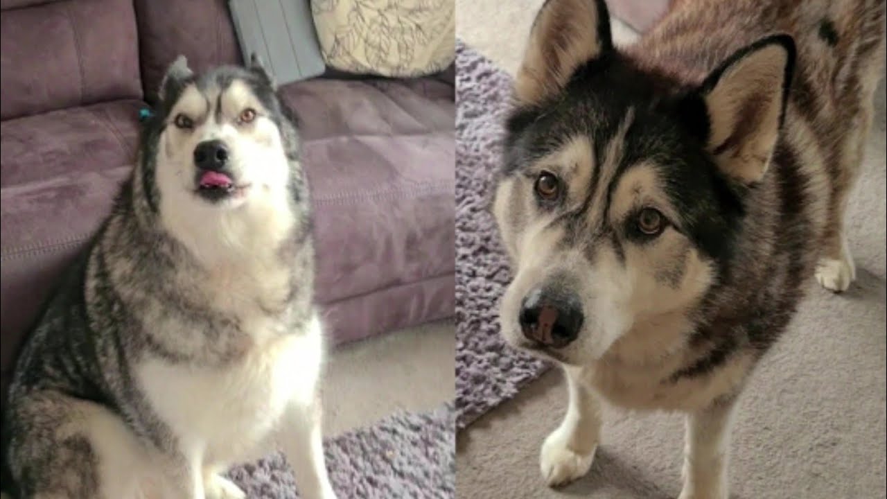 Hilarious Huskies will be Best Friends for Life