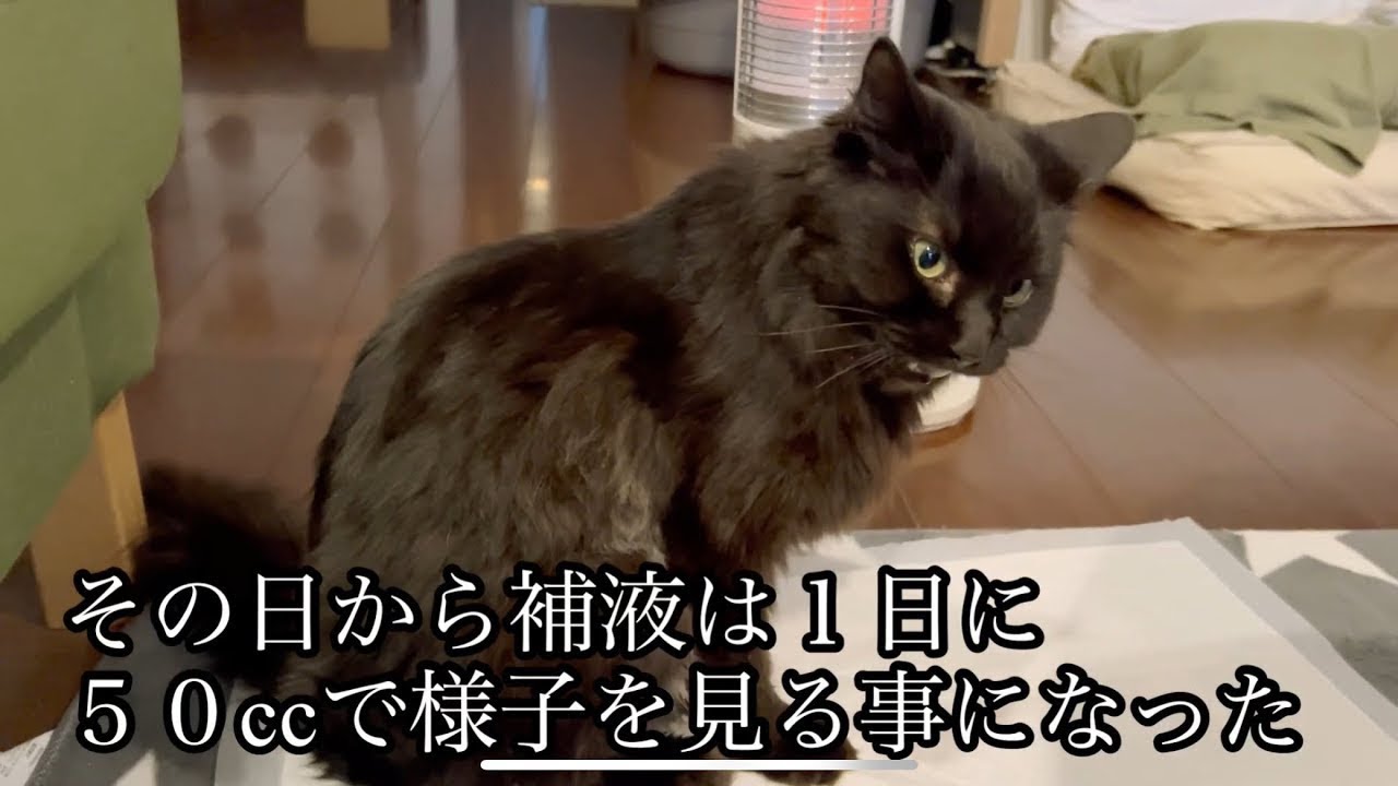 保護ネコとある里親の日常442 【IMHA闘病日記②】12/25危篤になった次男ぼんじの様子