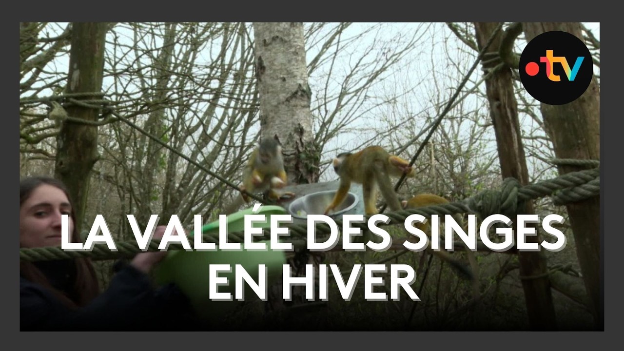 La vallée des singes en hiver