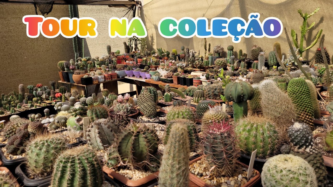 Tour na cole&ccedil;&atilde;o. #jardimdecactos #plantas #cactus 