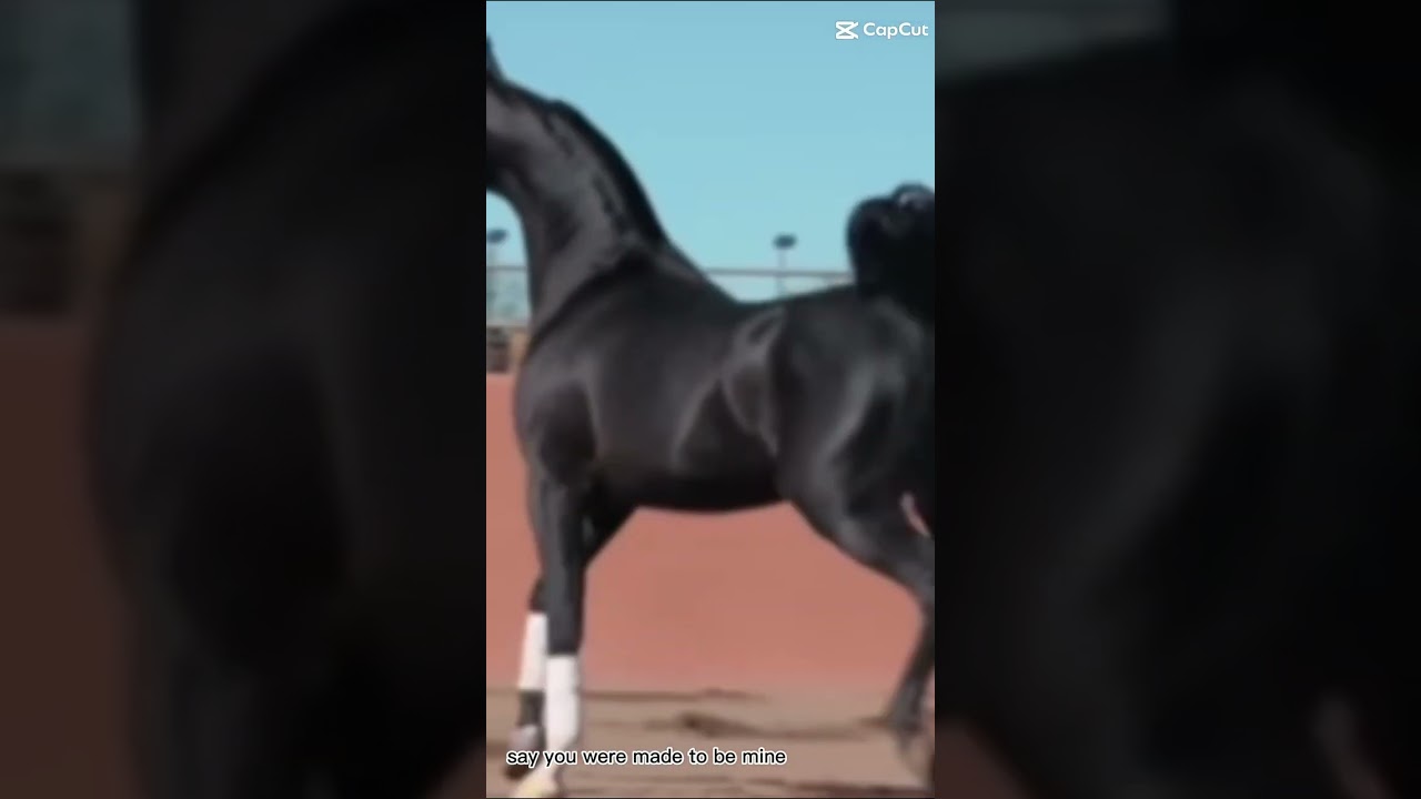 Breeds - Arabian ~ FLASH WARNING