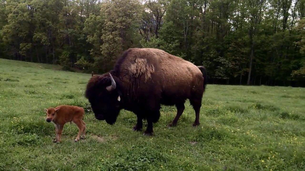 See our Abandoned Baby Buffalo Protected by the Biggest Bull