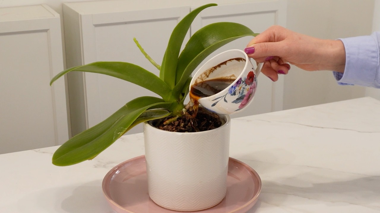 Pour une orchidée faible, une seule mesure suffit pour qu’elle refleurisse