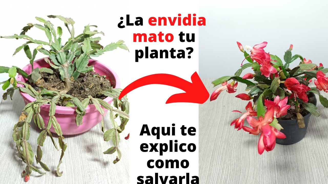 &iquest;El mal ojo acabo con tu planta? te ense&ntilde;o como arreglarlo