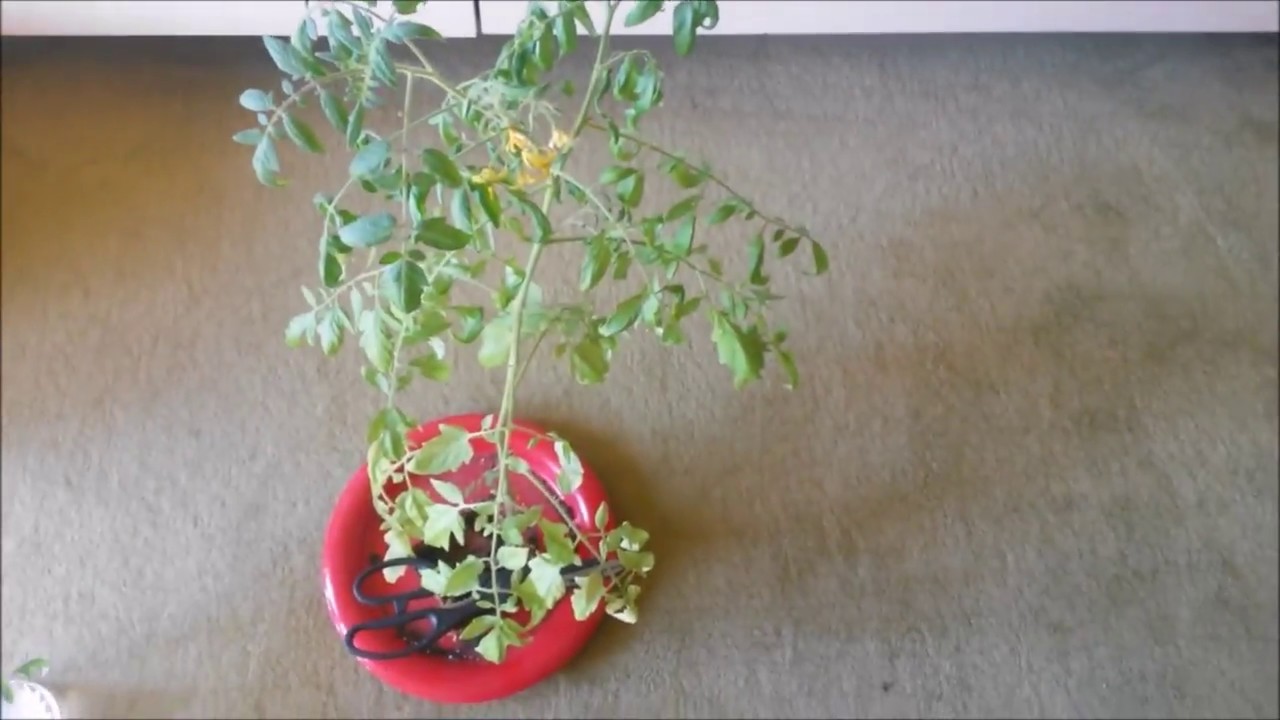 Tomaten problemlos überwintern