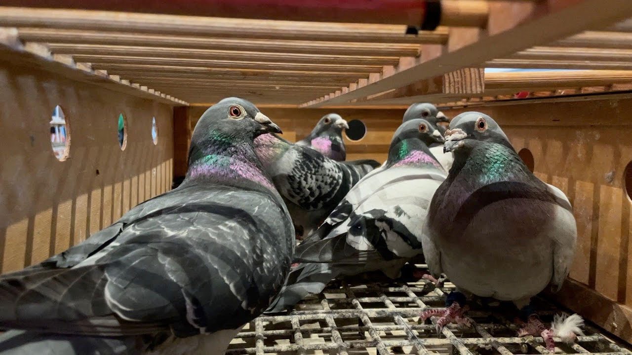 Where have all the Pigeons Gone? The BHW Show of the Year 2026 Epic Fail #blackpool #spicehead-media