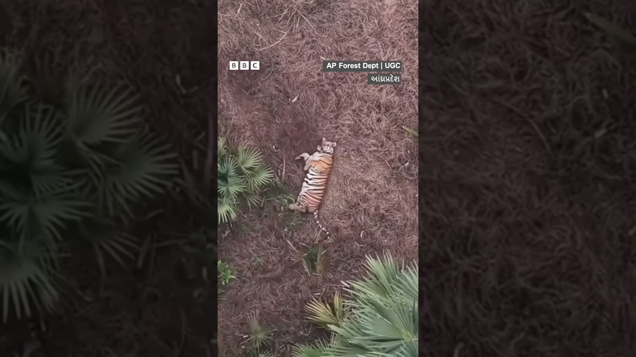 Tiger આ વાઘને શોધવા માટે ખાસ ડ્રાઇવ કેમ શરૂ કરાઈ?