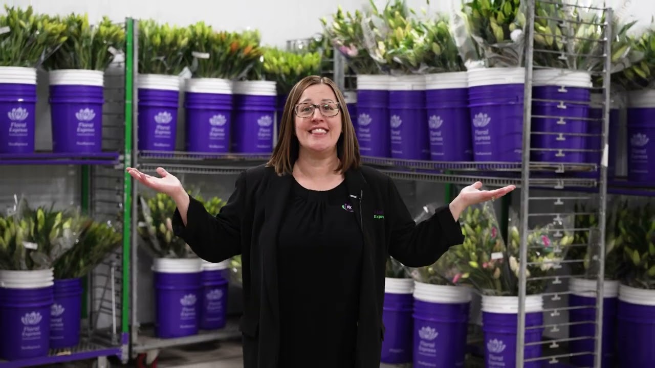 Direct from Our Greenhouses: Experience the Premium Beauty of Terra Nova Lilies
