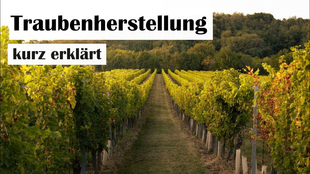 Traubenherstellung - Von der Rebe zur Traube - kurz erklärt