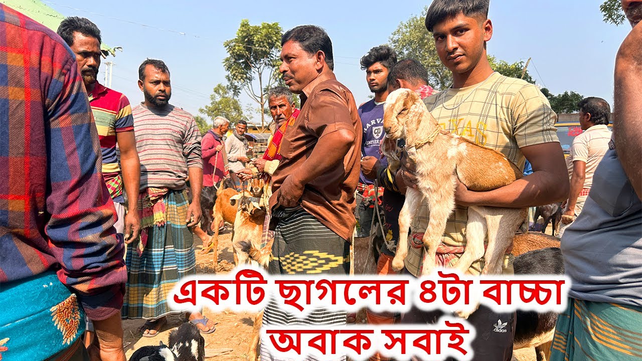 মাংসের ছাগলের চেয়ে পালন করা ছাগলের দাম অনেক কম