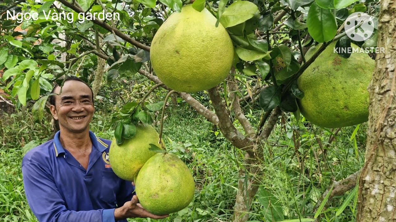 Chú 8 bán bưởi tết [Uncle 8 sells pomelos for Tet]