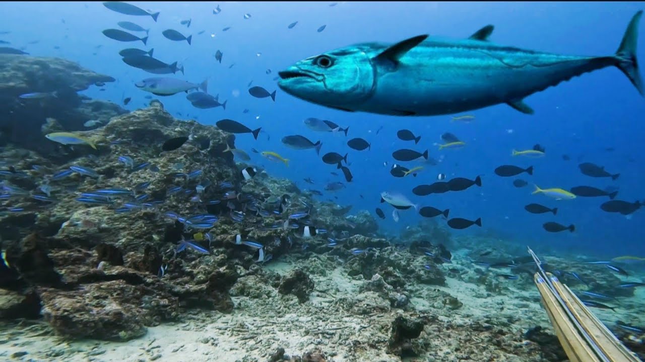 IKAN TUNA MONSTER INI SULIT SEKALI DI TAKLUKKAN 