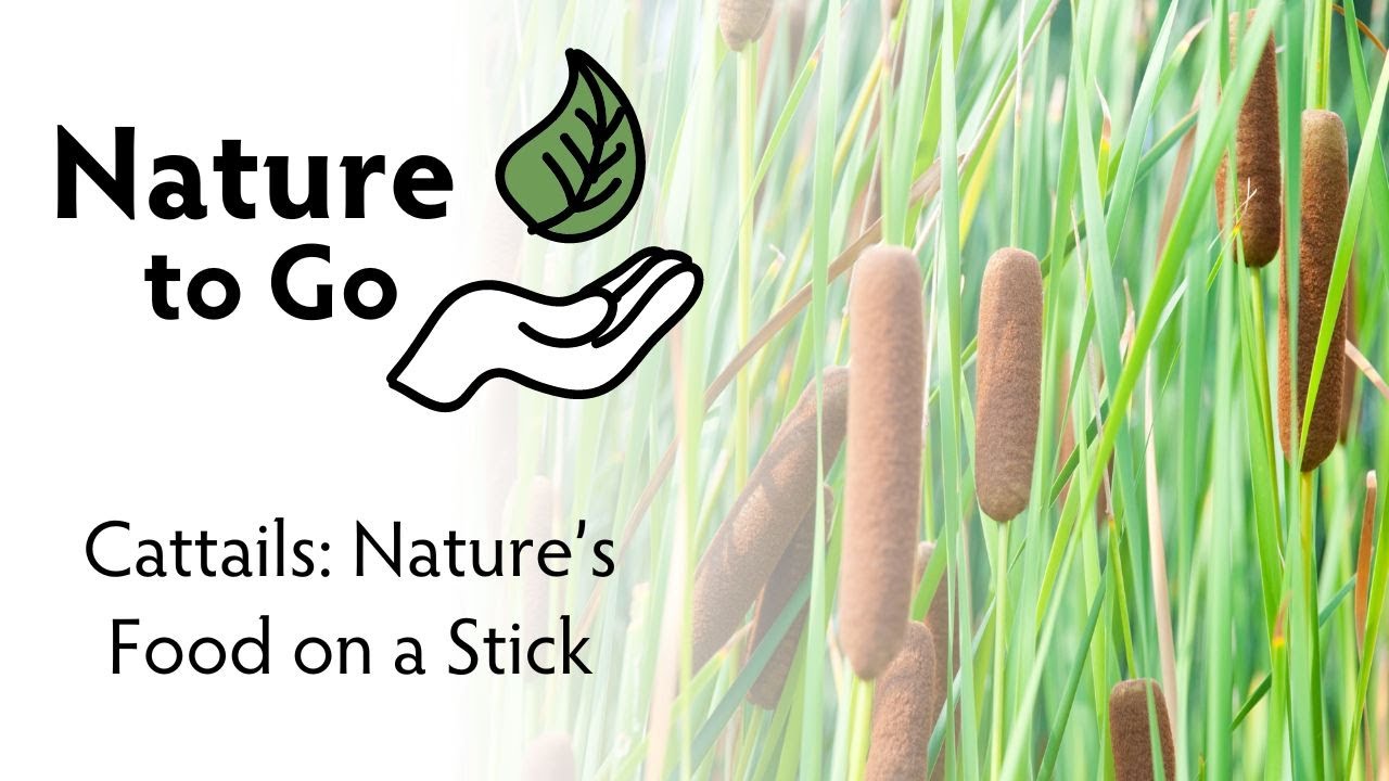 Nature to Go | Cattails: Nature's Food on a Stick – How to Harvest and Eat Cattail Plants