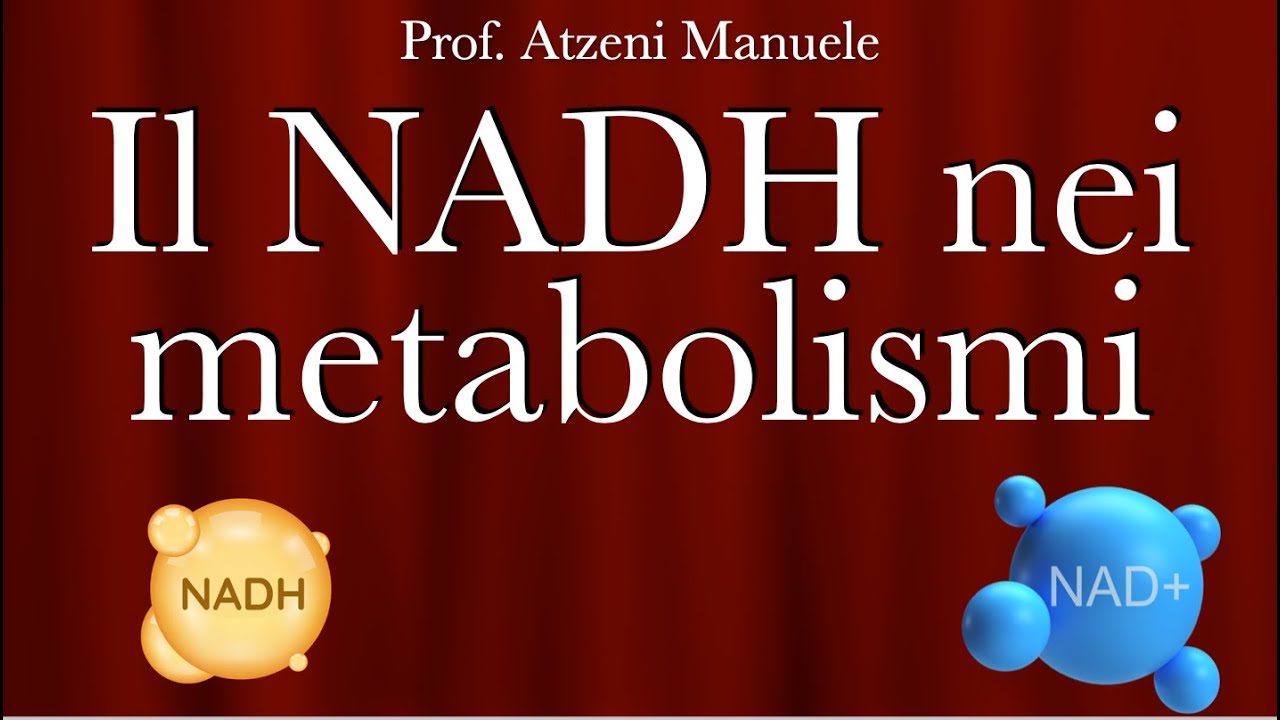 Il ruolo del NADH nei metabolismi @ProfAtzeni ISCRIVITI
