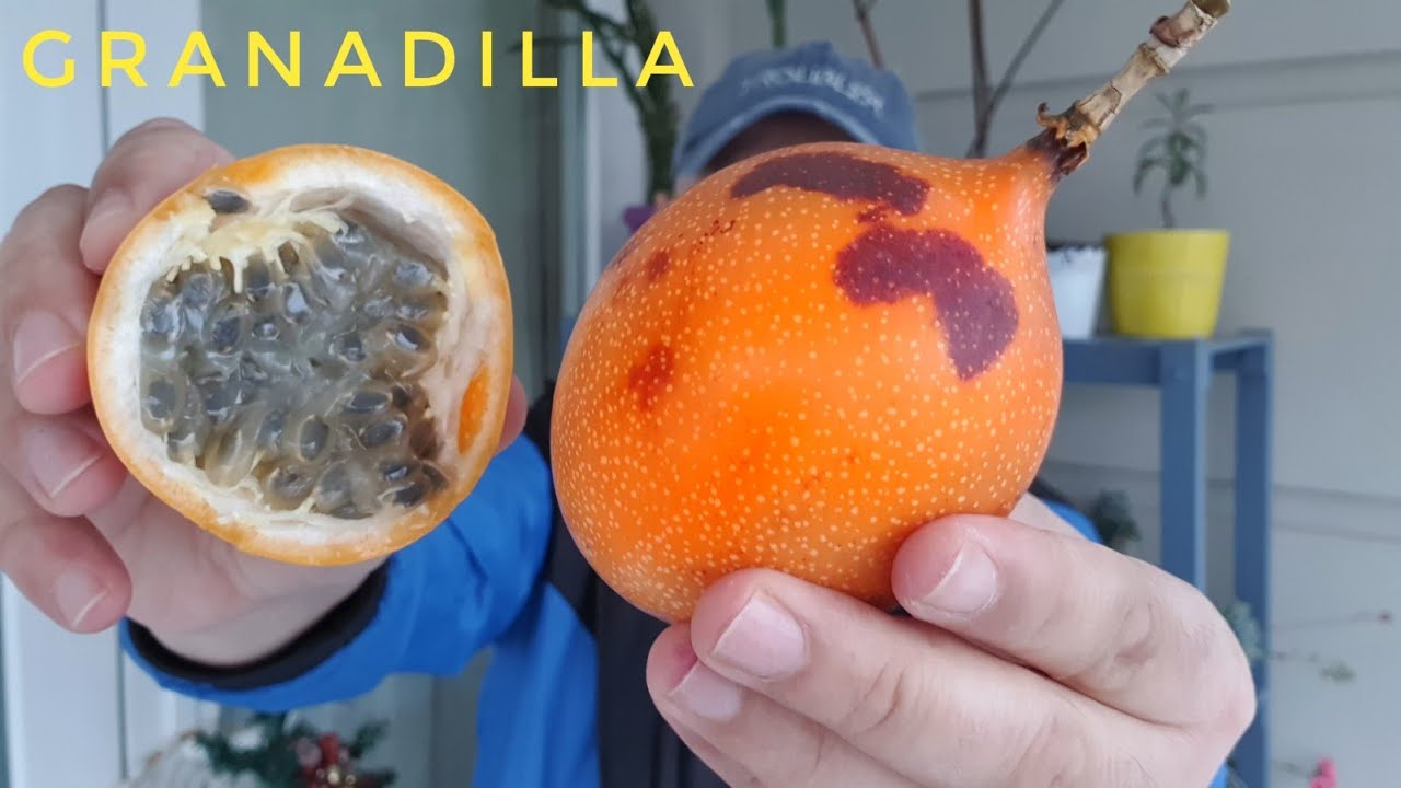 Granadilla meyvesi nedir? Nerelerde yetişir? Besin degerleri ve sagliga faydalari nelerdir?