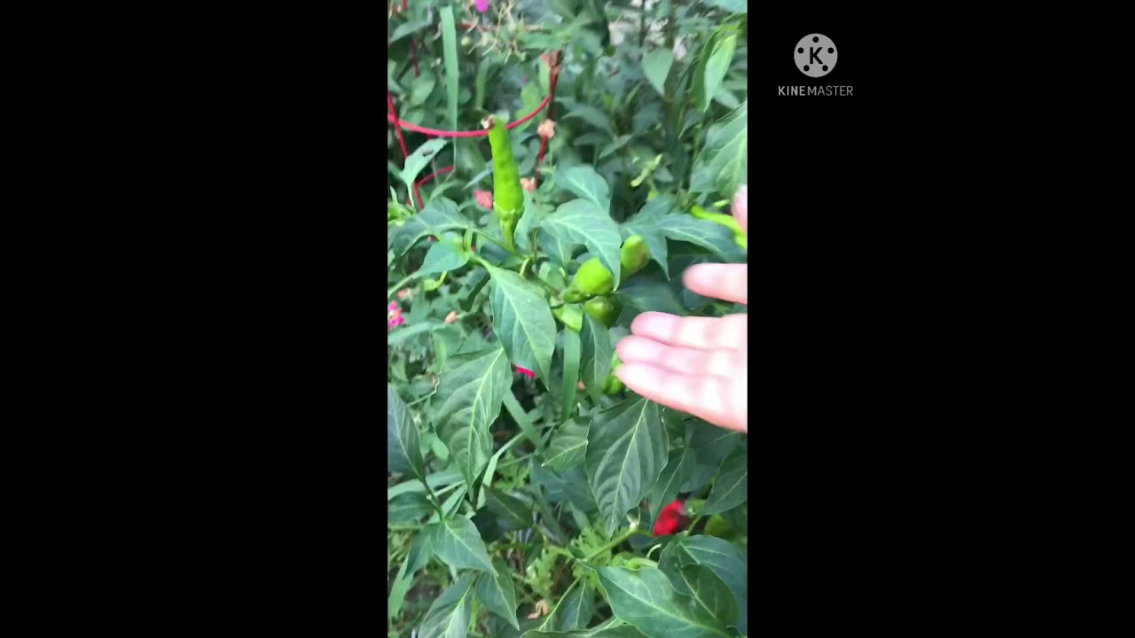 Cultivo de Chile cascabel organico