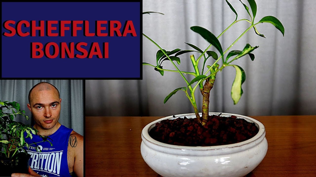 Making a new Schefflera Bonsai (Dwarf Umbrella) Tree from Nursery Stock