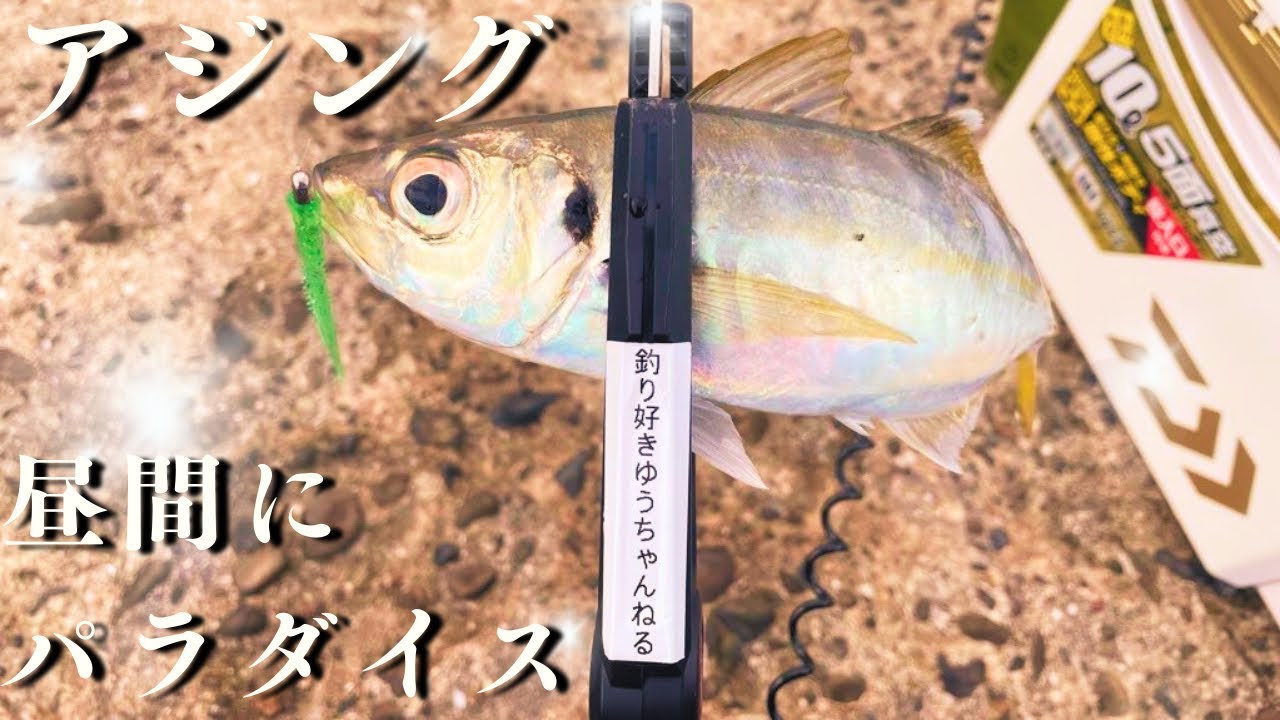 【アジング】昼間からデカいアジが連発！