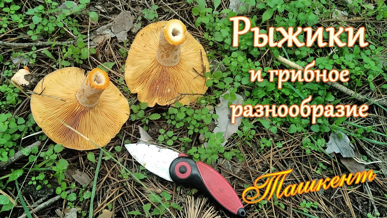 Красавцы-Рыжики и грибное разнообразие! Храчатовский лес (Ташкент)