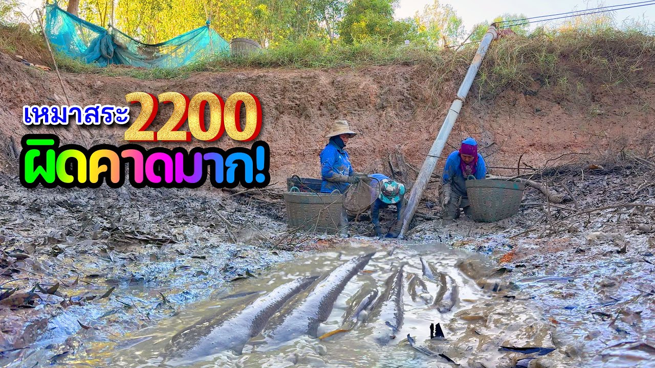 จบได้สวย! เหมาสระ 2,200฿ ส่งท้ายปี68 ไม่คิดว่าจะพลิกล็อคขนาดนี้ ทำเลเซียนมองข้าม นึ่งปลาช่อนแดดเดียว