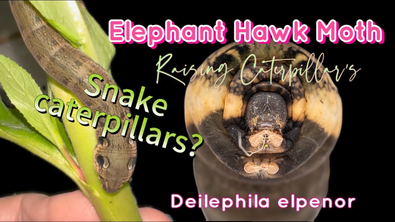 Elephant Hawk Moth |Raising Caterpillar’s 🐛 (Deilephila elpenor)
