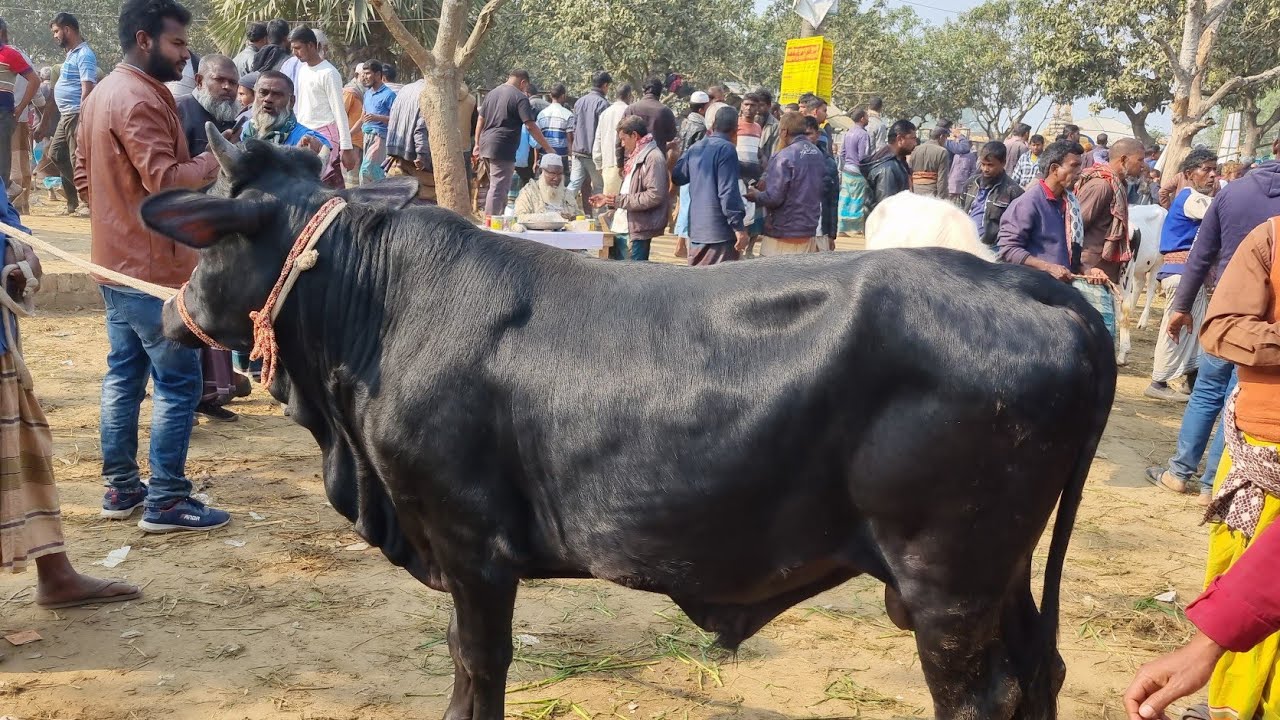 @আজ ১৪ জানুয়ারি ২৬ | ক্রস ফ্রিজিয়ান ষাঁড় বাছুর গরুর দাম | আফতাবগঞ্জ হাট | দিনাজপুর 
