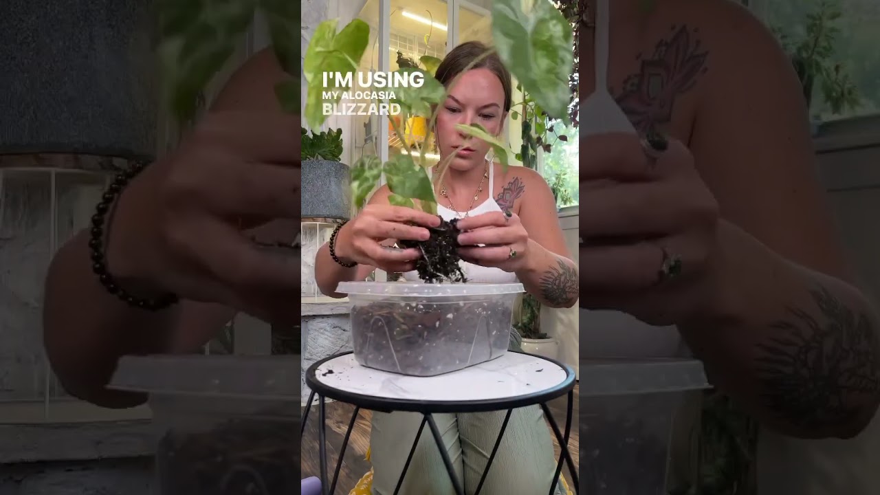 Would you try this method? #houseplants #plantsofyoutube #alocasia #semihydro #plantcare #plantlover