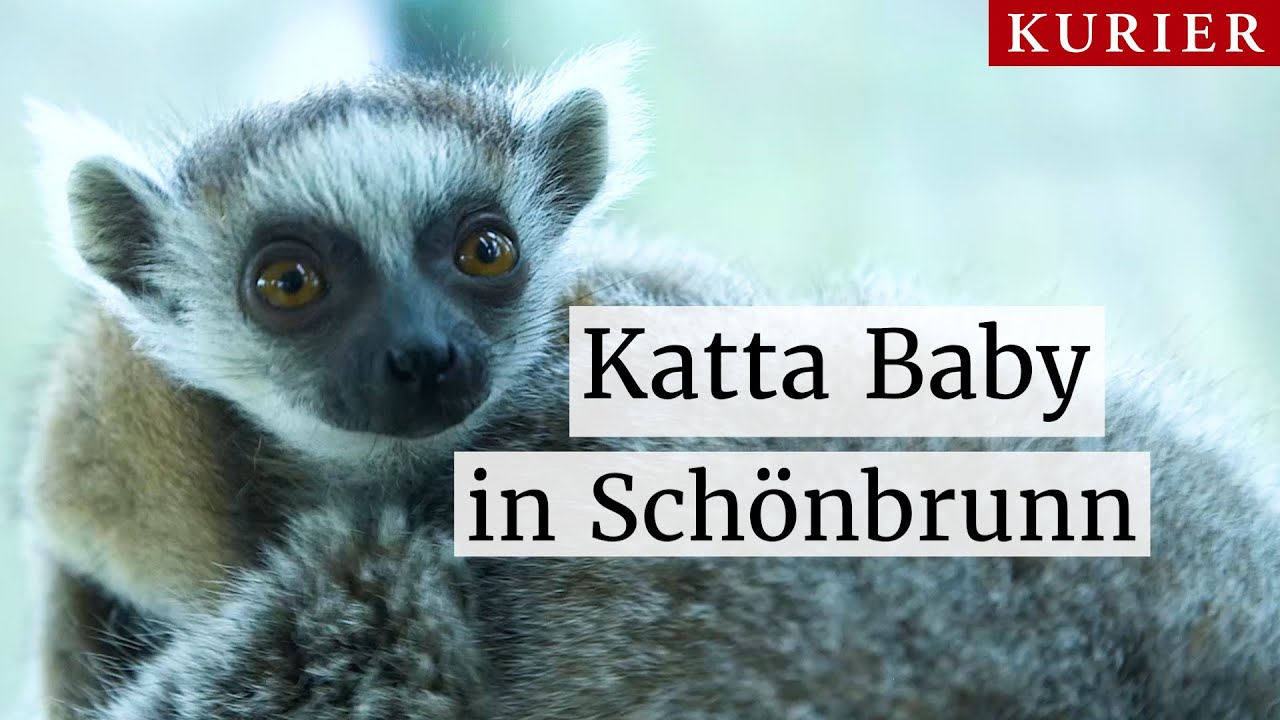 Katta Baby im Tiergarten Schönbrunn
