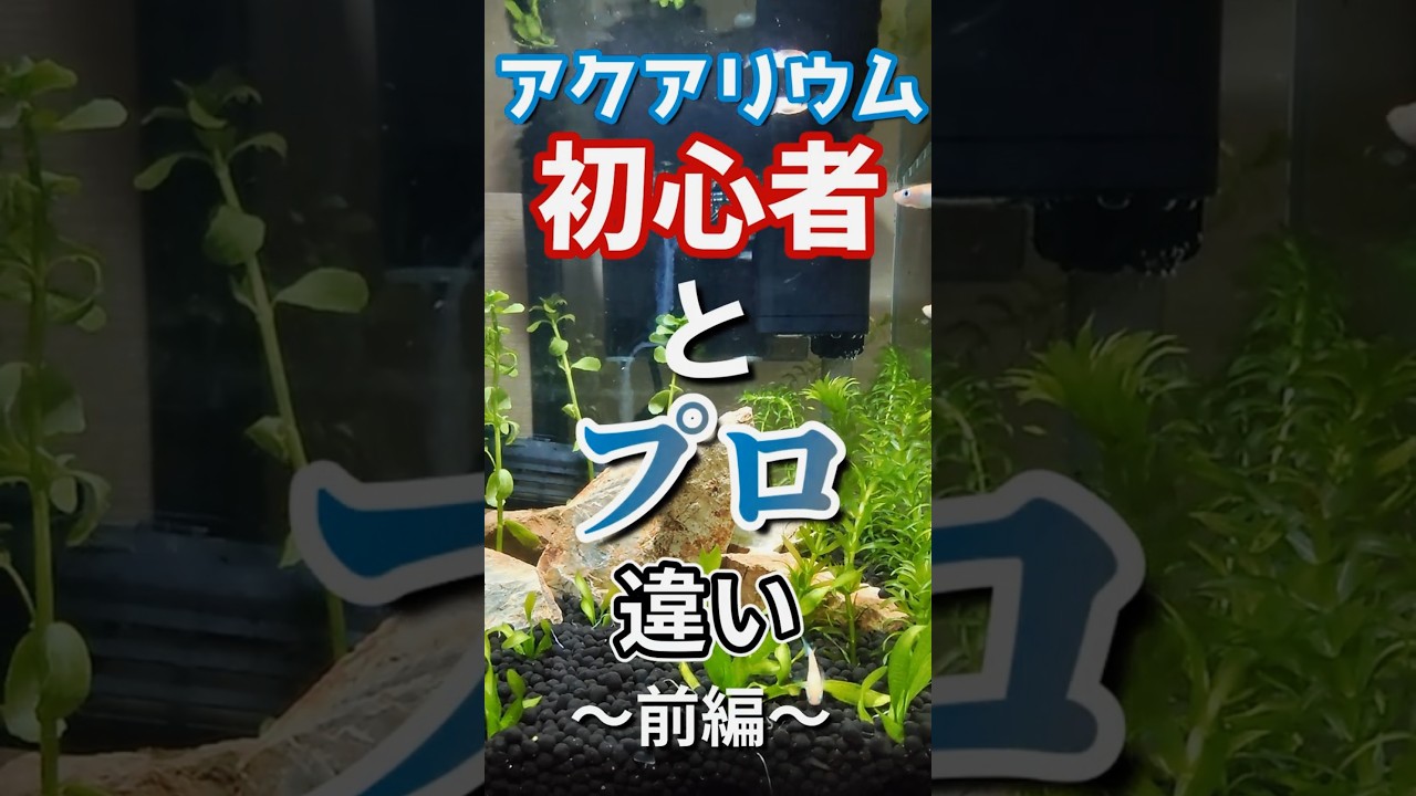 初心者とプロのアクアリストの違い～前編～ #アクアリウム #初心者 #プロ