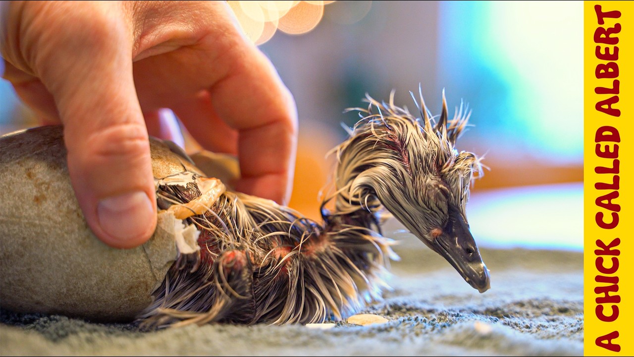 Unlikely Survival of a Baby Black Swan