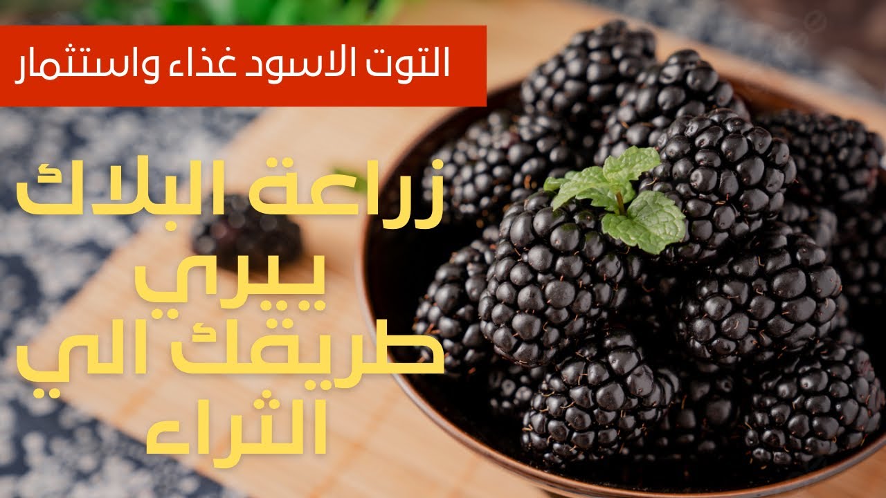 طريقة زراعة ونجاح البلاك بيري أغلي فواكه العالم علي سطح بيتك وتحدي