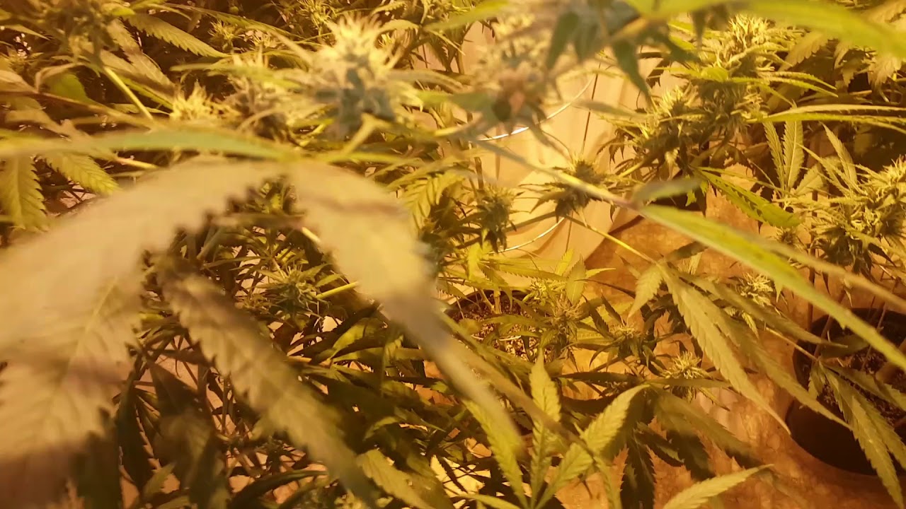 400w Hps