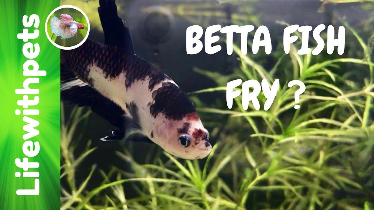 Betta Fish Breeding Day 2 through Day 4  (Episode 2)