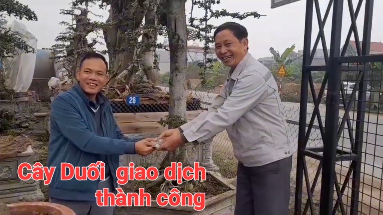 Giao dịch thành công cây Duối năm 2026.
