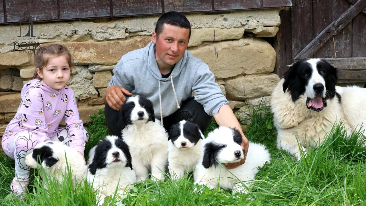 O VIAȚĂ MAI FERICITĂ ALĂTURI DE OI ȘI CÂINI | OILE BREZE și CIOBĂNEȘTII DE BUCOVINA ai lui Marius S.