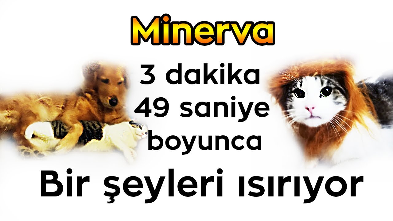 Minerva (Pqueen'in Kedisi) 3 dakika 49 saniye boyunca bir şeyleri ısırıyor.