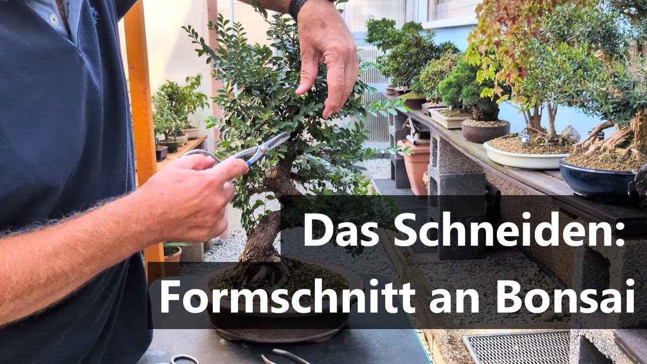 Das Schneiden: Formschnitt an Bonsai ✂️🌿 | Bonsai-Garten-Müller Saarwellingen