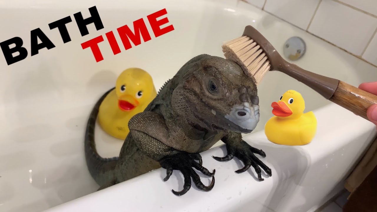 BATH TIME FOR GIANT PET LIZARD !!