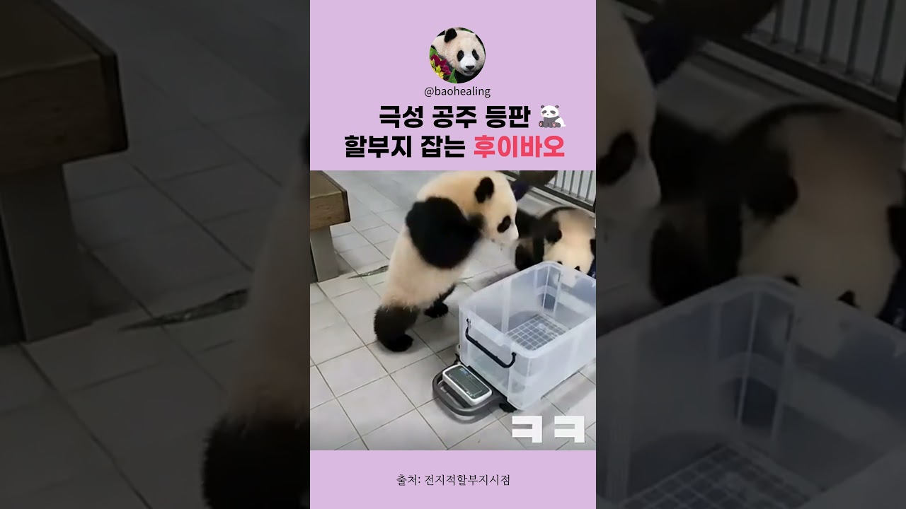 극성공주 후이바오~!!🐼❤️🔥 #바오패밀리 #아이바오 #푸바오 #판다월드 #후이바오