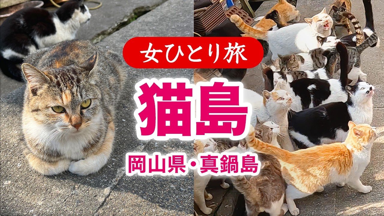【女ひとり旅】猫島／岡山県真鍋島で猫まみれ♡ 2026.03【国内旅行】