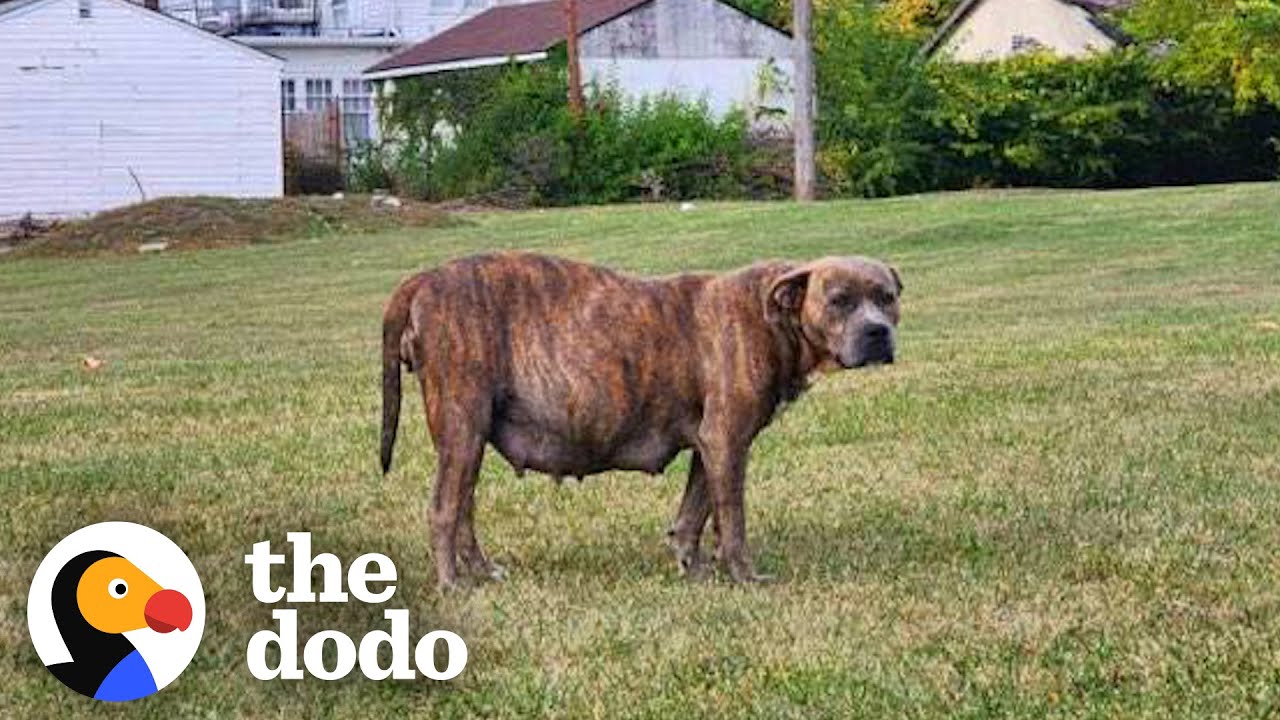Pregnant Pittie Who Refused To Be Rescued Becomes A Couch Potato | The Dodo