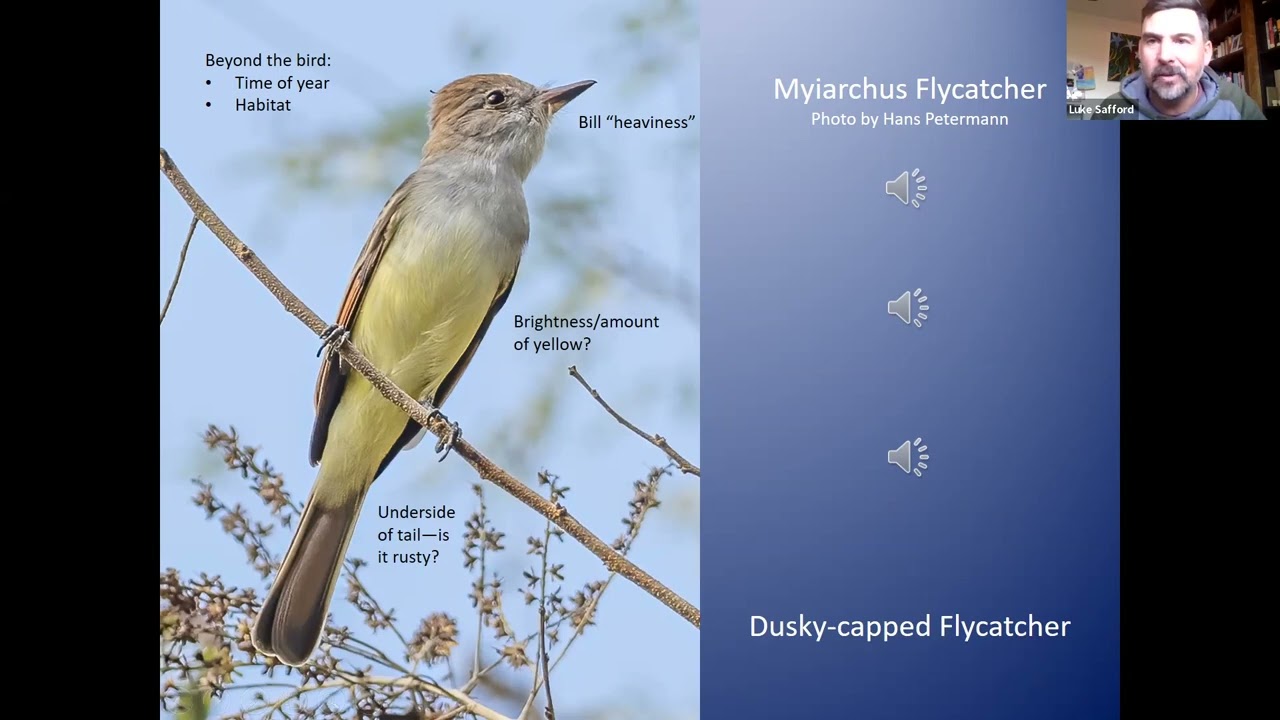Tips on Identifying Birds