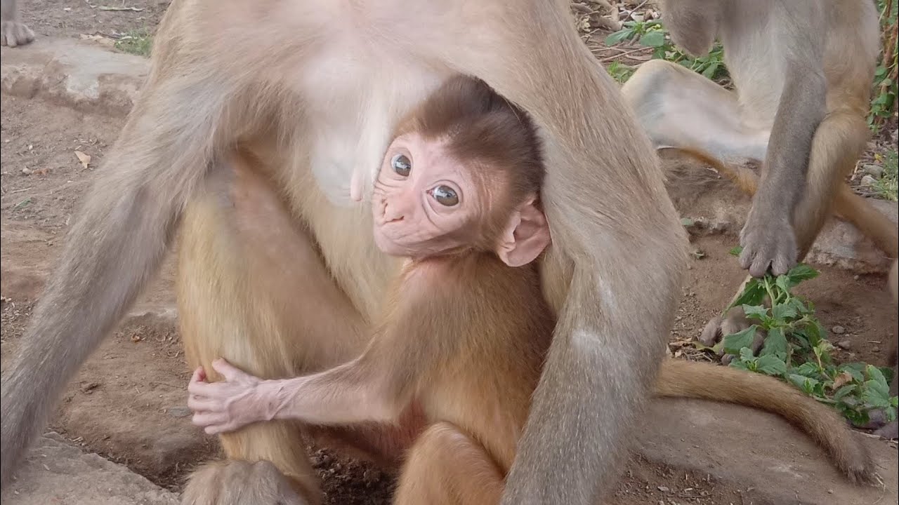 monkey mammi beri gudd #kakutt